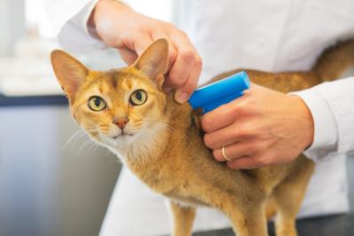 A cosa serve il microchip per gli animali: tutto ciò che è importante sapere